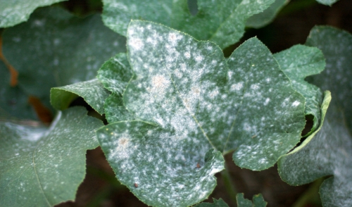 Powdery Mildew and How to Control It