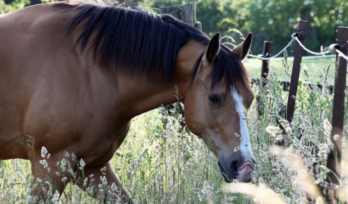 How Often Should I Deworm My Horses?