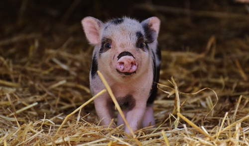 Caring for Piglets