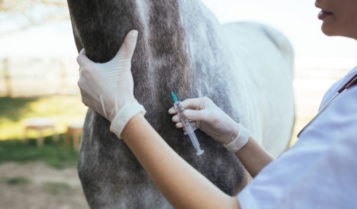 horse vaccination