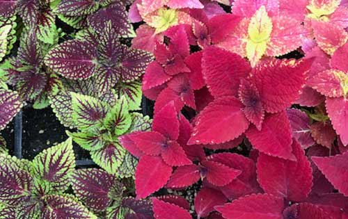 plants
