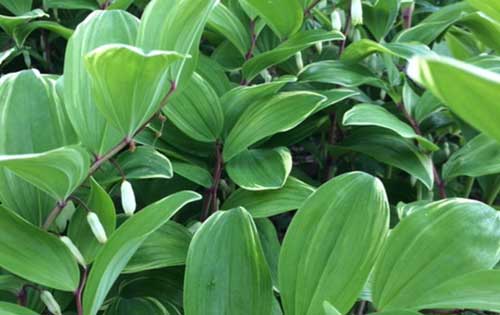 plants
