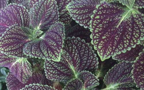 plants