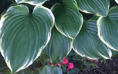 plants