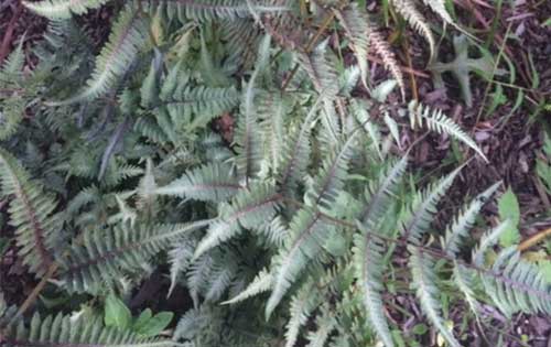 plants