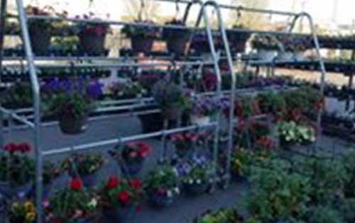 plants