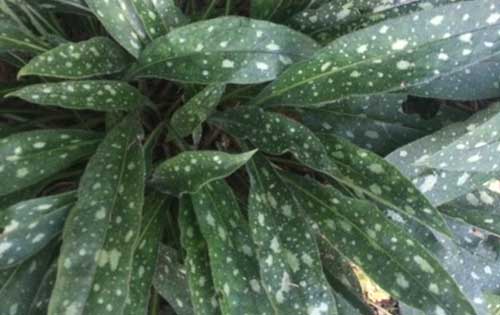 plants