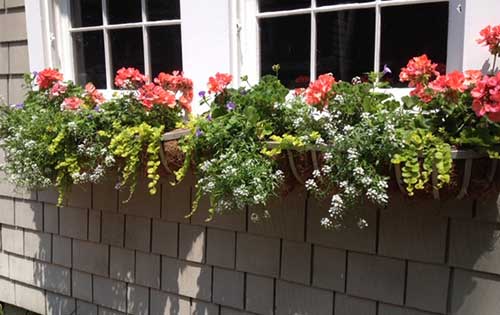 plants