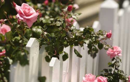 rose bush