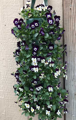 plants