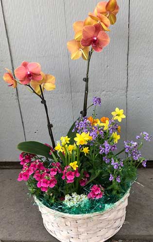 plants