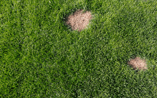 photo of brown fungus on grass