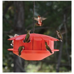 The Humm-Bug Hummingbird Protein Feeder