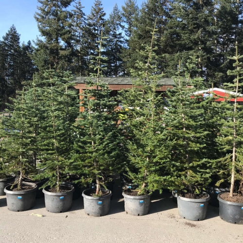Alpine Fir Christmas Trees