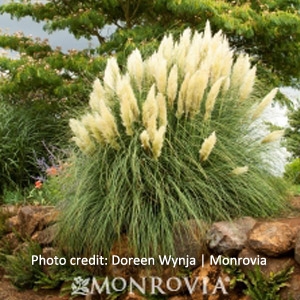 'Ivory Feathers' Dwarf Pampas Grass, 5 Gallon