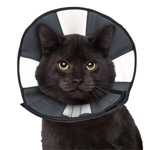 Zen Pet™ ZenCone Pet Recovery Collar