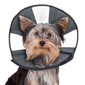 Zen Pet™ ZenCone Pet Recovery Collar