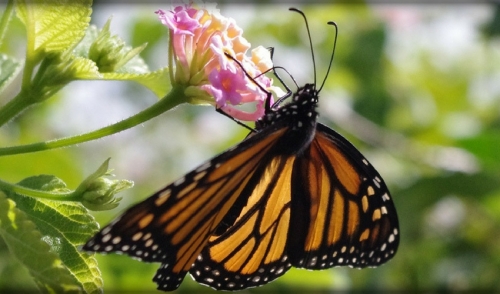 Monarch Migrations are Coming this Way