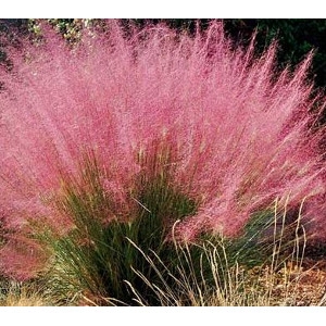 Pink Mulhy Grass 