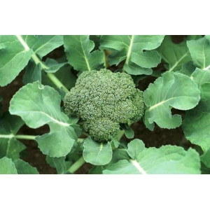 Broccoli  