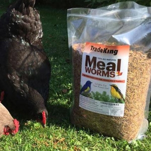 TradeKing Dried Mealworms