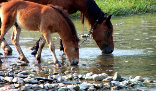 Maintaining Horse Hydration: The Roles of Water and Salt