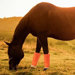 Shoofly Leggins™ Fly Bite Protection for Horses