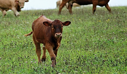 How to Keep Your Cattle and Pasture Healthy and Productive