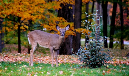 Fall is Prime Time to Begin a Supplemental Feeding Program for Deer