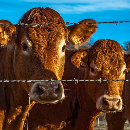 Cattle