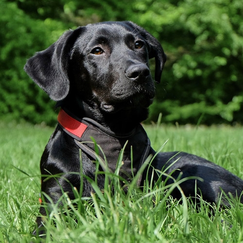 Companion Animal