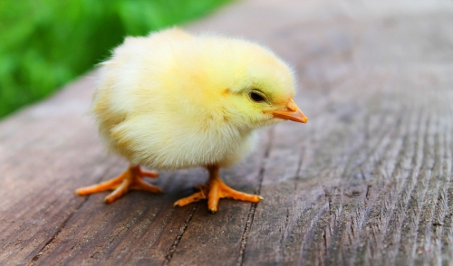 Tips for Creating a Living Space for your Baby Chicks