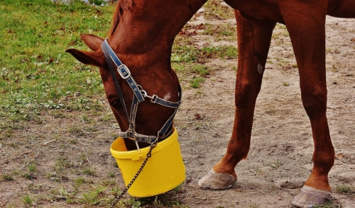 Nutrition Tips to Help Get Your Horse Ready to Ride After Winter