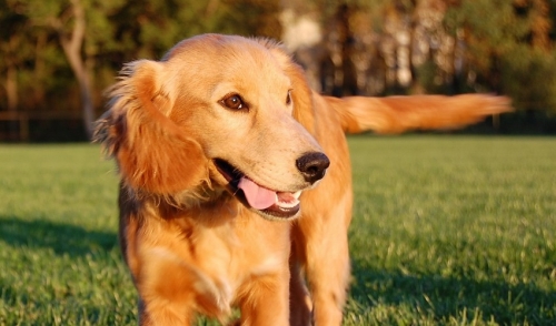 Cool Pet Tips for the Dog Days of Summer