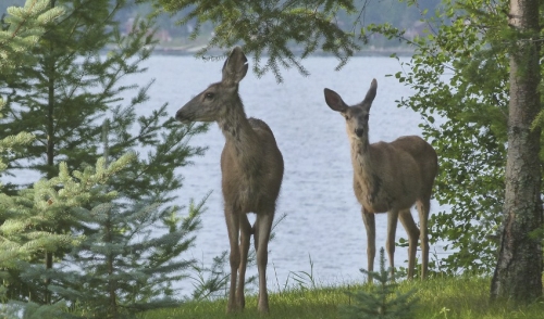 Deer Nutrition Tips for the Summertime 