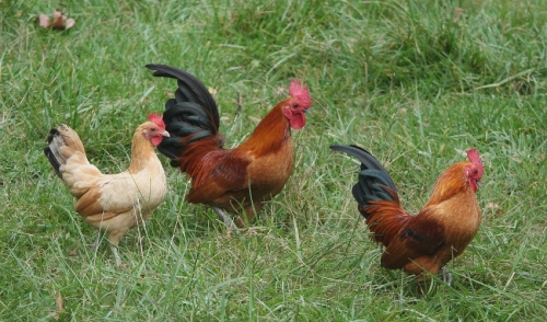 Hot Weather Tips for Raising Poultry