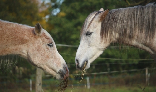 How to Find the Balance between Forage and Feed for Your Horses while Avoiding Obesity