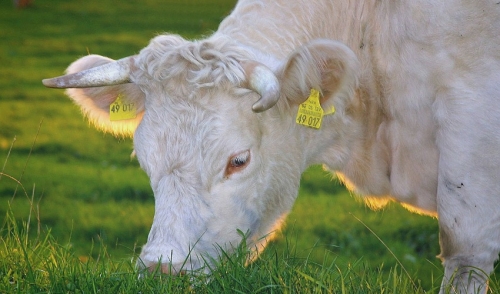 How to Monitor Feed Intake for Cattle