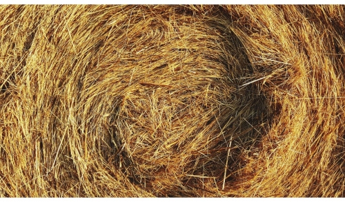 How to Preserve Nutrients in Hay