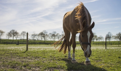 How to Prevent and Minimize Problems When Introducing Horses to Spring Pastures