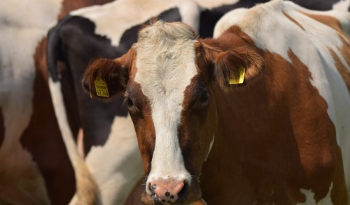 How to Protect Your Cattle with Aureomycin®