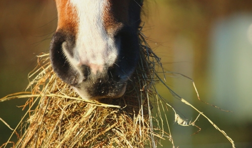 How to Use Complete Feeds to Stretch Your Hay Supply