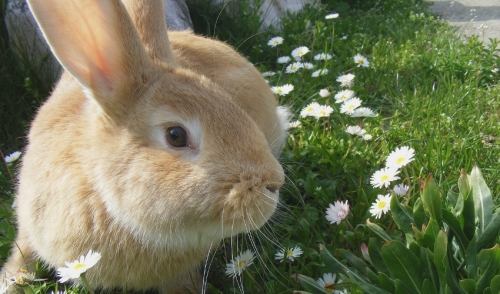 How to Keep your Rabbit Healthy and Happy During the Summer