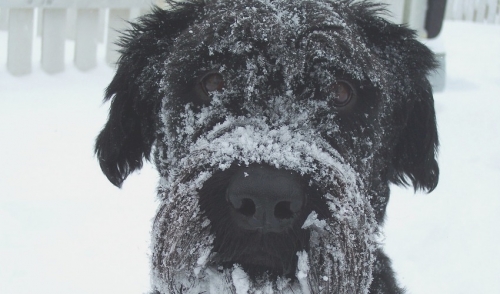 Keeping your Pet Healthy During the Winter