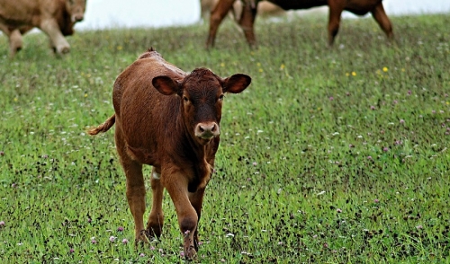 Management Tips for First Calf Heifers