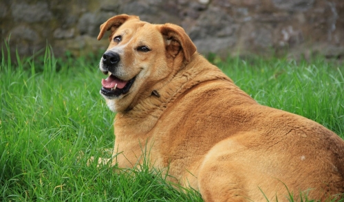 Nutritional Products for Overweight Dogs