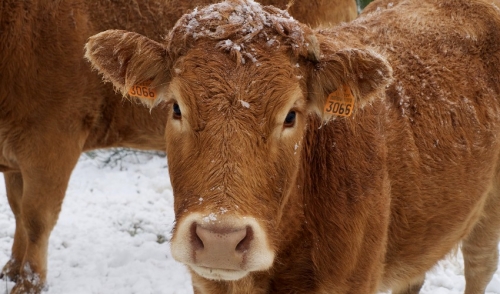 Pay close attention to winter nutrition for your cattle