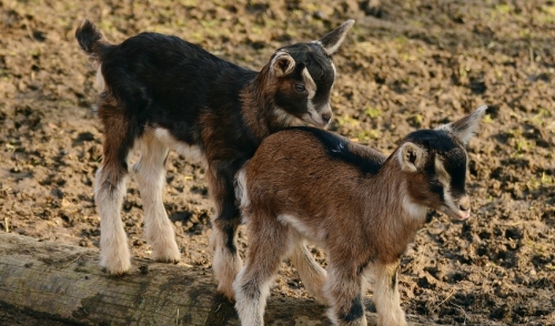  Preparing for the Birth of Baby Goats