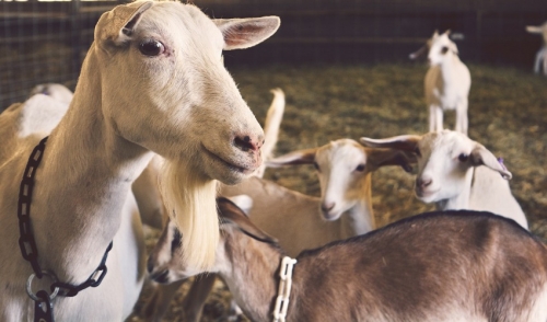 Preparing your Goats for the Winter Months Ahead