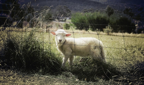 Preventing Overeating Disease in Lambs